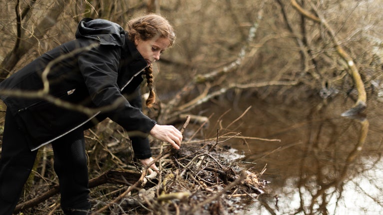 Woman leaning over and inspecting the extensive beaver dam made up of intertwined branches.
